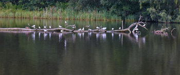 Birds on fallen tree in lake This landscape photograph captures a tranquil scene at Clumber Park in Derbyshire, England, United Kingdom, during a summer morning. The main subject is a group of birds perched on a large fallen tree lying across the calm waters of a lake. The surrounding area is densely vegetated with tall reeds and leafy trees, reflecting the richness of summer growth. Birds and other animals are visible interacting with the environment, while the water mirrors the soft light and the serene movement of the wildlife. The peaceful lake at Clumber Park, enhanced by the presence of animals, exemplifies a typical English countryside setting in Derbyshire.